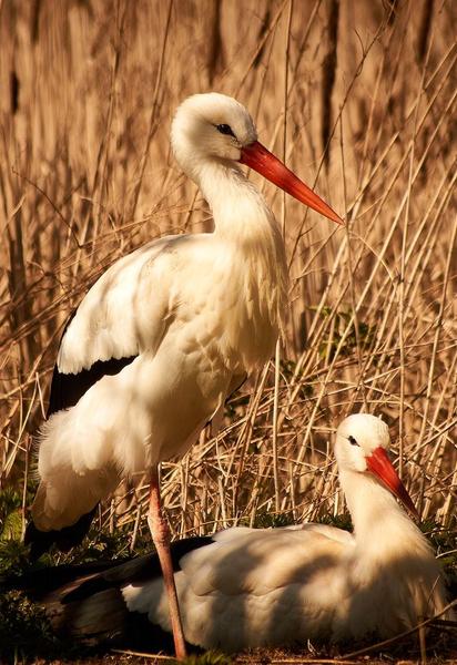 Полностью загрязнены и обречены: волонтеры спасли аистов со свалки в Киевской области (фото)