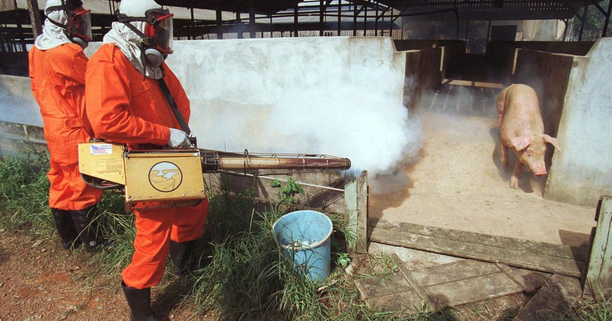 Вирус Nipah: инфекция из Азии может вызвать новую пандемию