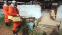 Вірус Nipah: інфекція з Азії може викликати нову пандемію