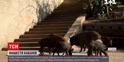 В поисках пищи дикие кабаны забрались в город и искусали девушку.