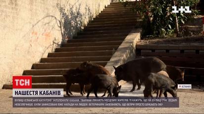 В поисках пищи дикие кабаны забрались в город и искусали девушку.