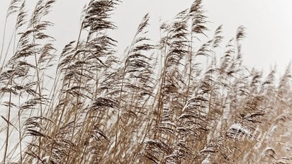 Рослини під снігом