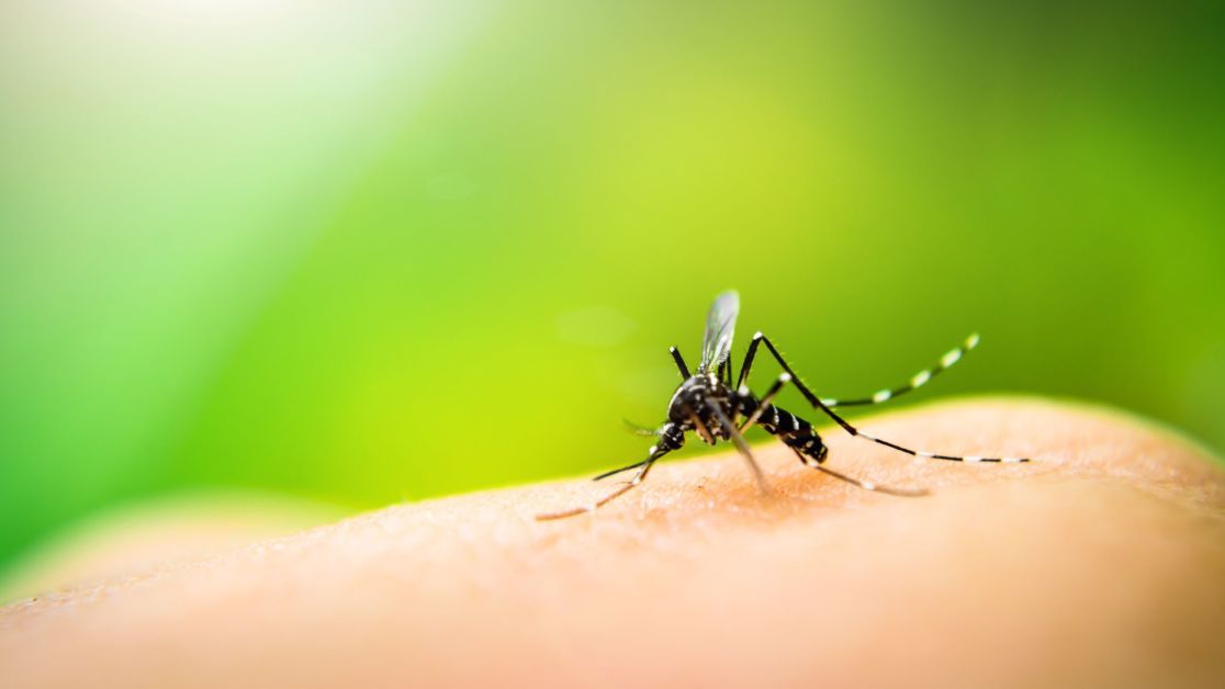 Чем снять зуд от укусов комаров ребенку - Живи!