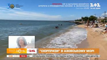 Блохи атаковали Азовское море: как спасаться от укусов — советы врача-дерматолога