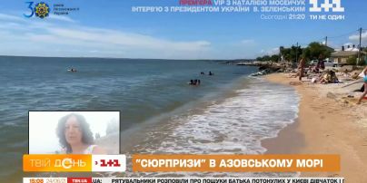 Блохи атаковали Азовское море: как спасаться от укусов — советы врача-дерматолога