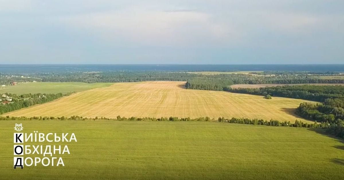 В Укравтодорі пояснили, як "Велике будівництво" збереже кожне дерево на Київській обхідній дорозі