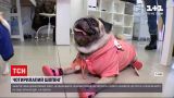 Новости Украины: собачья мода - сколько стоит обновить гардероб домашнего любимца