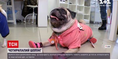 Новости Украины: собачья мода - сколько стоит обновить гардероб домашнего любимца