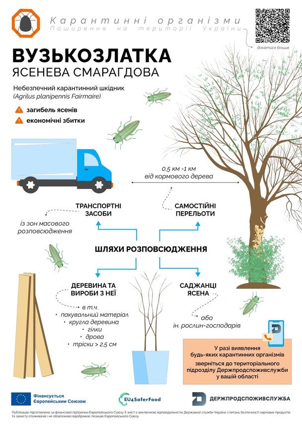 Пам’ятайте: вузькозлатка ясенева — шкідник / © Держпродспоживслужба