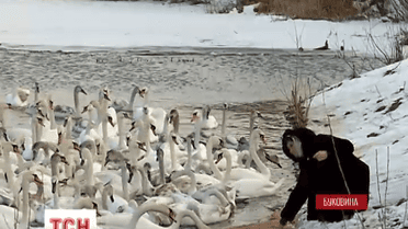 На Буковину злітаються сотні лебедів, щоб перечекати зиму