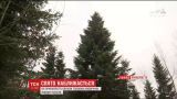 На Прикарпатье готовятся срезать главное новогоднее дерево Украины
