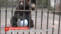 В естонському зоопарку кілька місяців чекають на візу двоє російських бурих ведмедів
