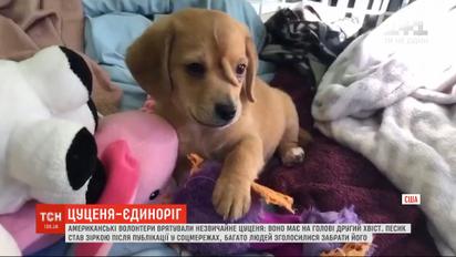 Цуценя-єдиноріг: у США врятували песика, що народився з хвостом на голові