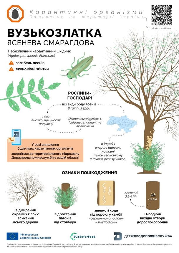 Пам’ятайте: вузькозлатка ясенева — шкідник / © Держпродспоживслужба