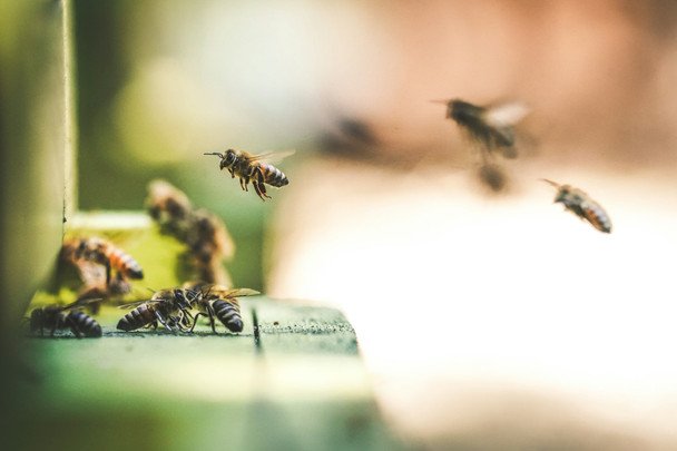 13 травня бджоли вилетіли з вуликів — на тривале тепло / © unsplash.com