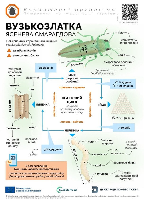 Пам’ятайте: вузькозлатка ясенева — шкідник / © Держпродспоживслужба