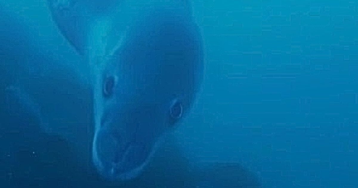 морской леопард приблизился к украинским полярникам