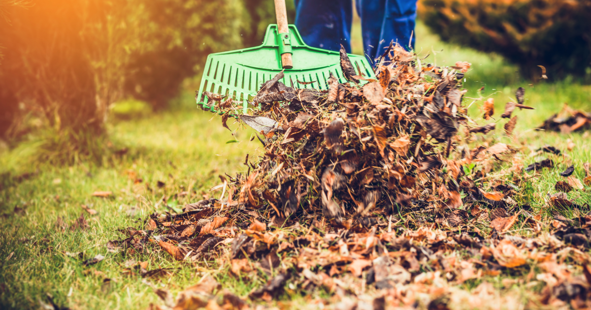 Нужно ли убирать опавшие листья осенью
