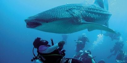 Дайвер спас гигантскую китовую акулу вблизи Мексики