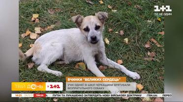 Діти врятували песика від хвороби та шукають для нього новий дім