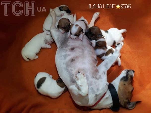 Маленькі джек-рассел-тер'єри з мамою