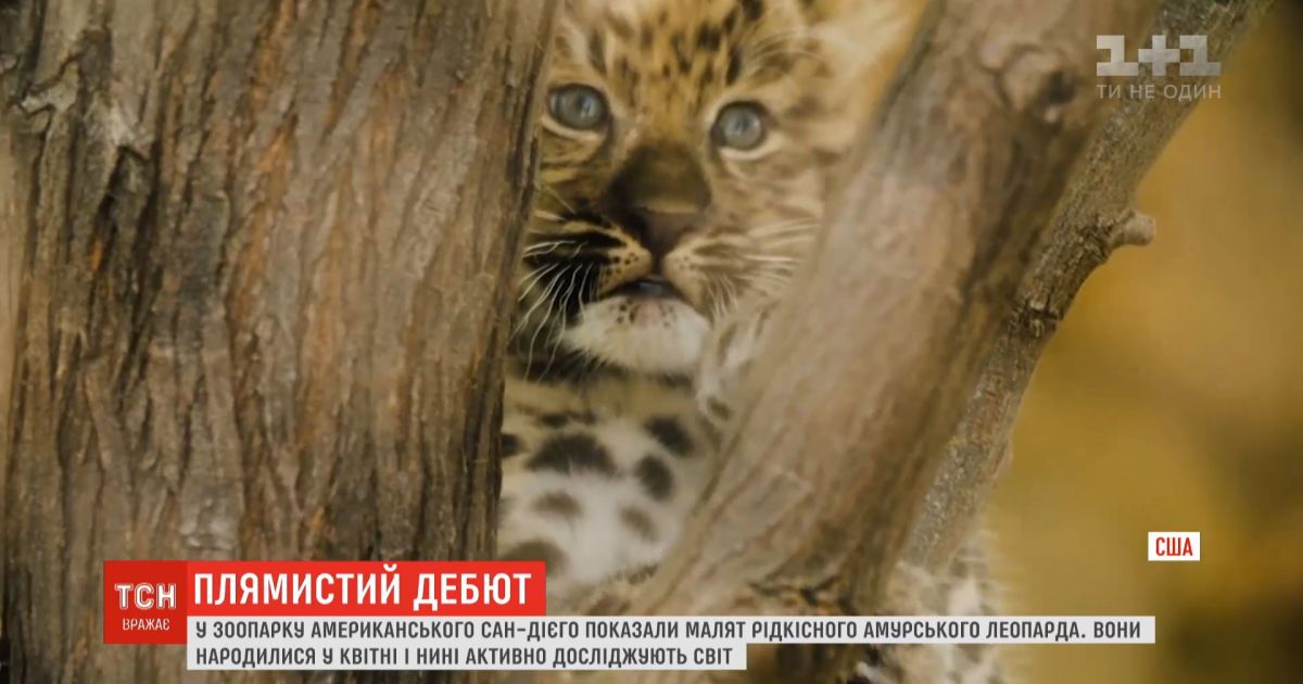 В зоопарке Сан-Диего показали малышей редких амурских леопардов