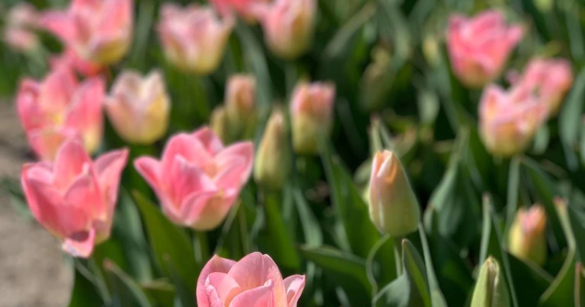 Прогноз погоды на 29 марта: местами в Украине будет дождь и ветер