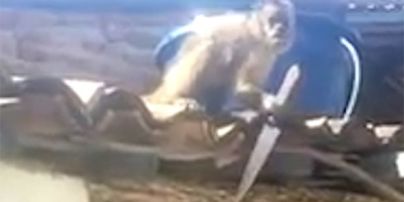Юзеров шокировало видео вооруженной ножом обезьяны в бразильском баре