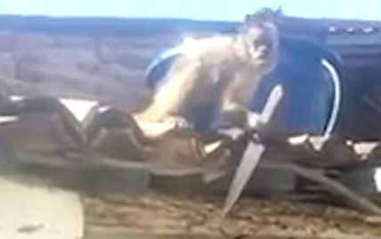 Юзеров шокировало видео вооруженной ножом обезьяны в бразильском баре