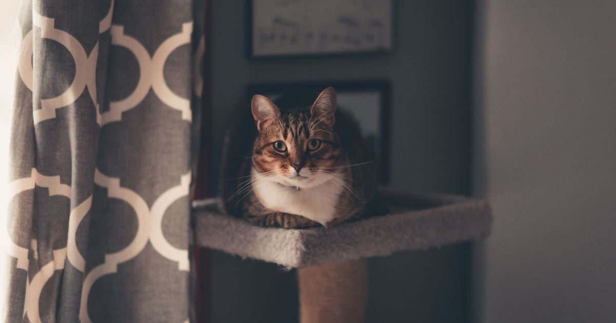 Котики до войны жили в семьях