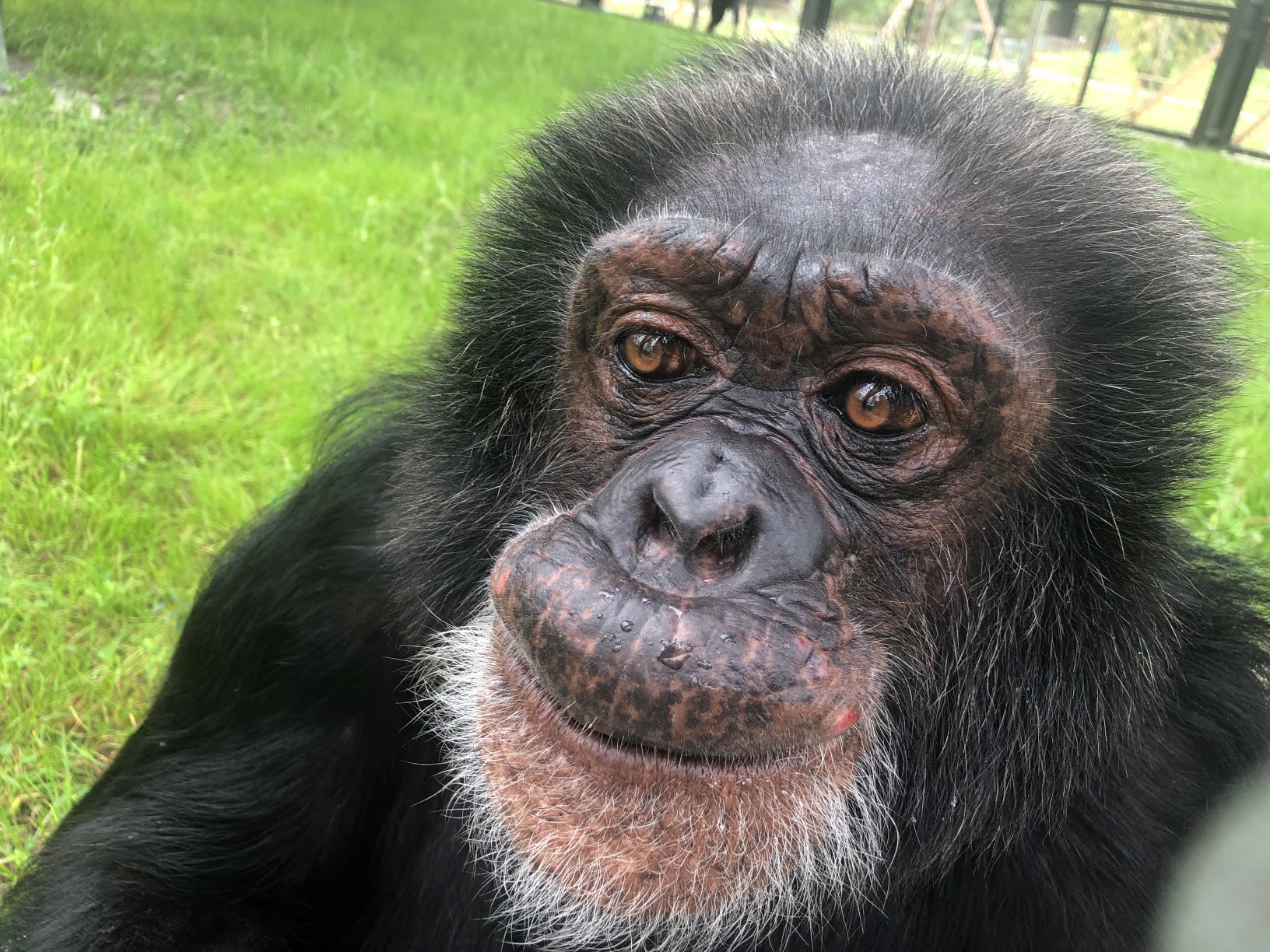 Шимпанзе Майкла Джексона Баблз / Фото: centerforgreatapes.org / © 