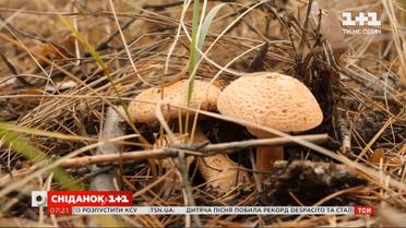 Де ховаються гриби у лісі та як швидко знайти грибні місця — "Сніданок.Гриби"