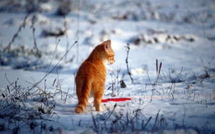 Можуть замерзнути за 40 хвилин: як допомогти вуличним котам взимку