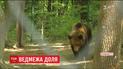 Четырем медведям из Херсона подготовили новый большой вольер