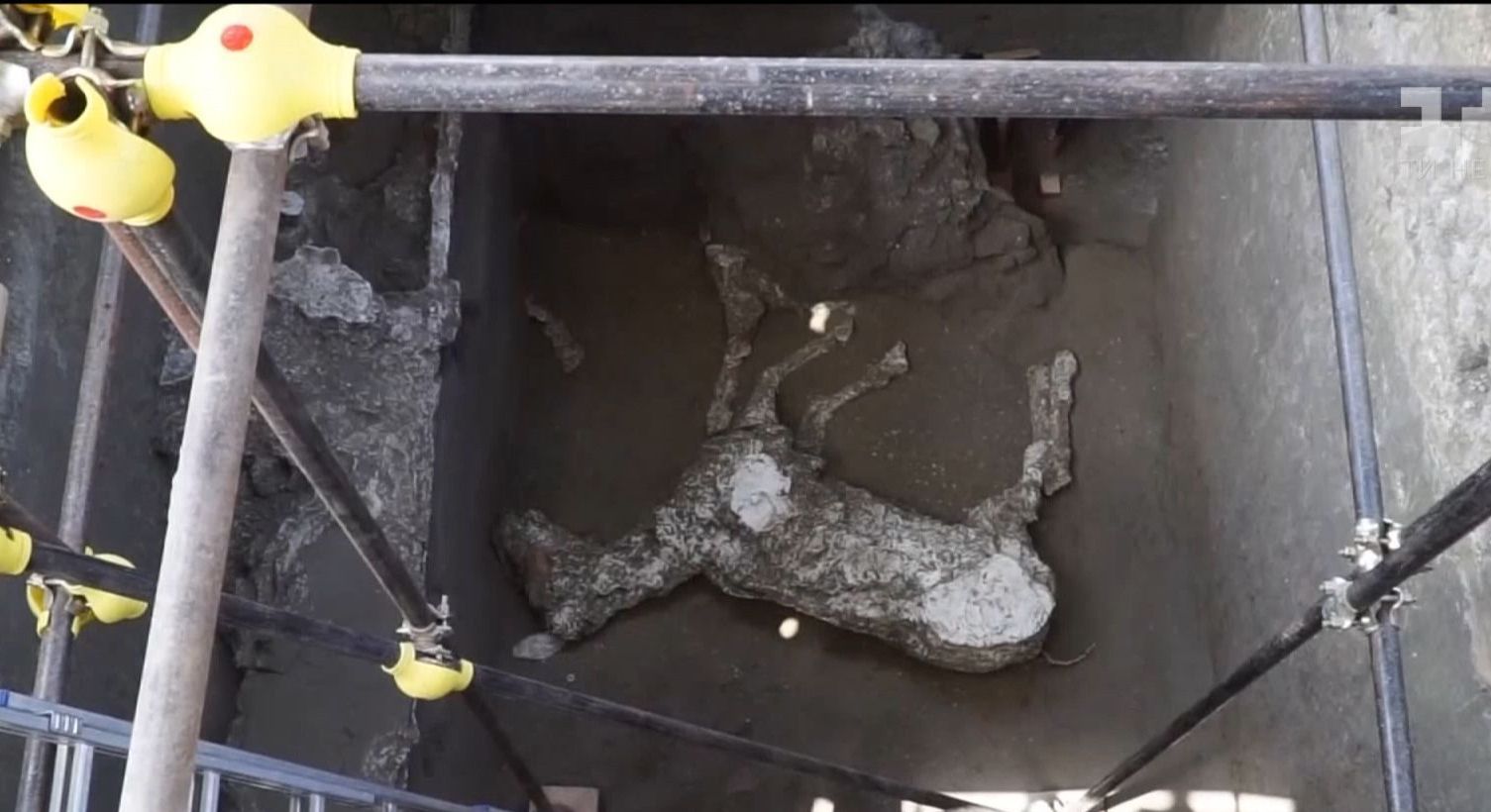 Археологи откопали помпейского коня, которому почти две тысячи лет