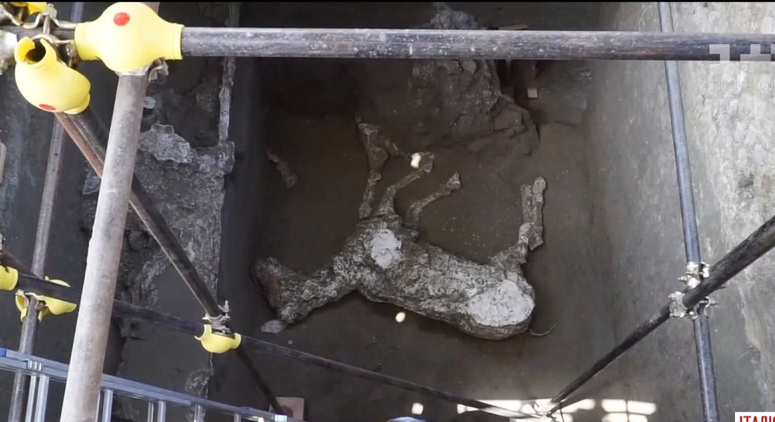 Археологи відкопали помпейського коня, якому майже дві тисячі років