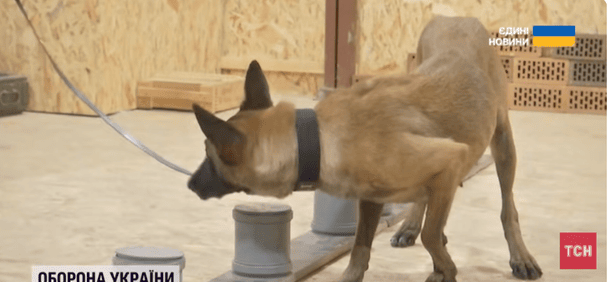 Разлука и счастливое возвращение: история пограничника Дениса и его собаки Джилли