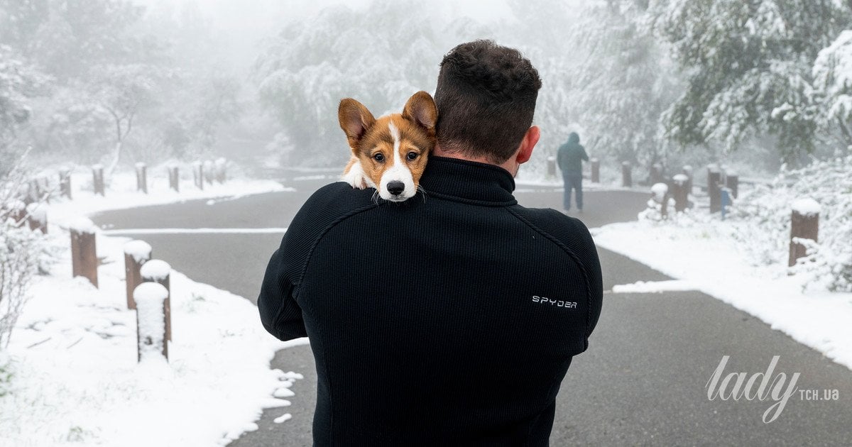 Как отучить щенка прыгать: простой и легкий метод