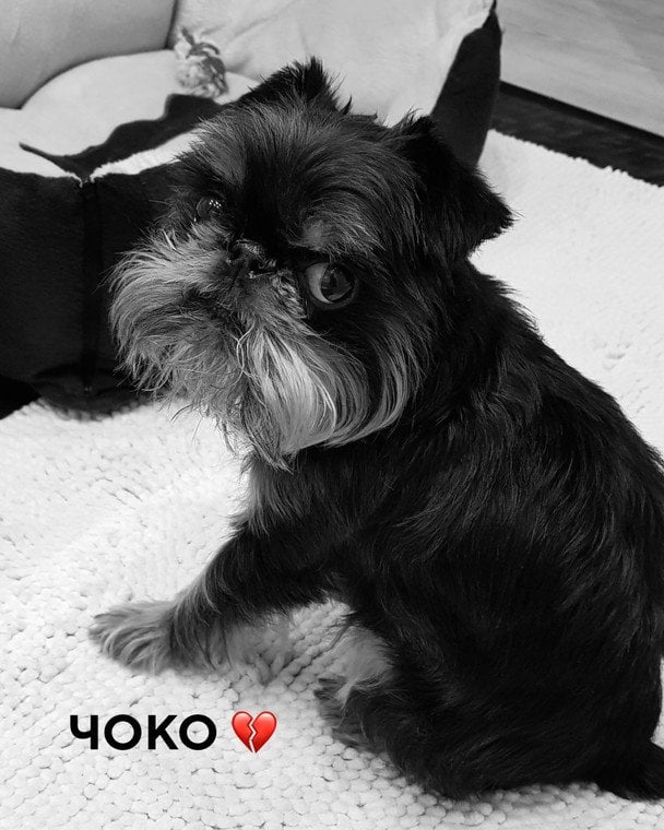 Собака Чоко Эктора Хименеса-Браво / © instagram.com/hectorjimenezbravo