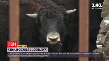 Бэби-бум в зоопарке: в киевском зоопарке за год родилось почти 90 животных