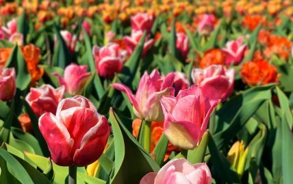 Под Киевом расцвел и открылся самый большой парк тюльпанов в Украине после месяца боев и оккупации