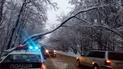 У Львові снігопад завалив дерево на дорогу