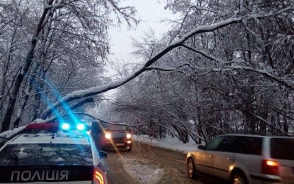 Во Львове снегопад завалил дерево на дорогу