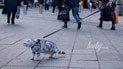 Як навчити кота ходити на шлейці