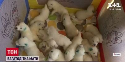 В Грузии собака родила сразу 17 щенков