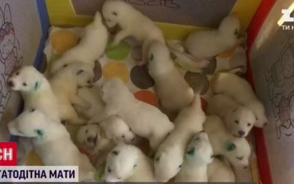 В Грузии собака родила сразу 17 щенков