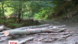 Профессиональная непригодность или сговор: более 7 тысяч деревьев вырубили и вывезли в Словакию