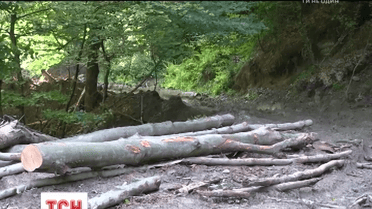Профессиональная непригодность или сговор: более 7 тысяч деревьев вырубили и вывезли в Словакию