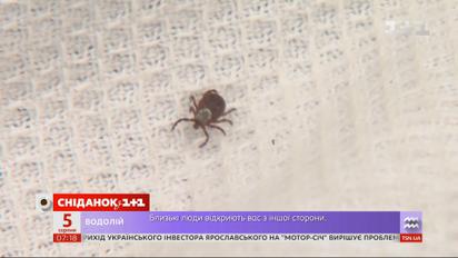Чому кліщі небезпечні та як вберегтися від їхніх укусів