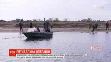 В Лазурном второй день подряд пытаются помочь дельфину, который заплыв на мель